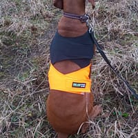 1 Turvavest aktiivsele koerale (suurus S)