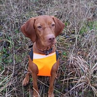 2 Turvavest aktiivsele koerale (suurus S)