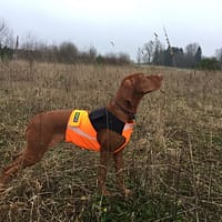 4 Turvavest aktiivsele koerale (suurus S)