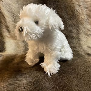 0f87aa77-21a8-4a19-8854-7162e2584940 Kaisuloom "Malta koer" (27 cm)