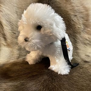 9ecfba24-cb63-49e0-9f0a-b41c508afd66 Kaisuloom "Malta koer rihmaga" (27 cm)