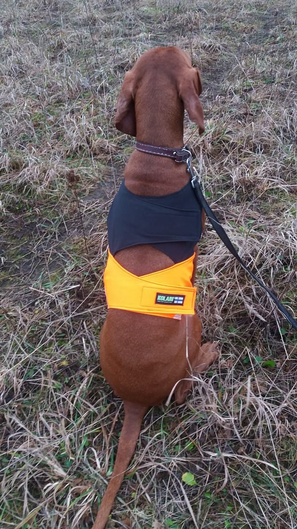 1 Turvavest aktiivsele koerale (suurus S)