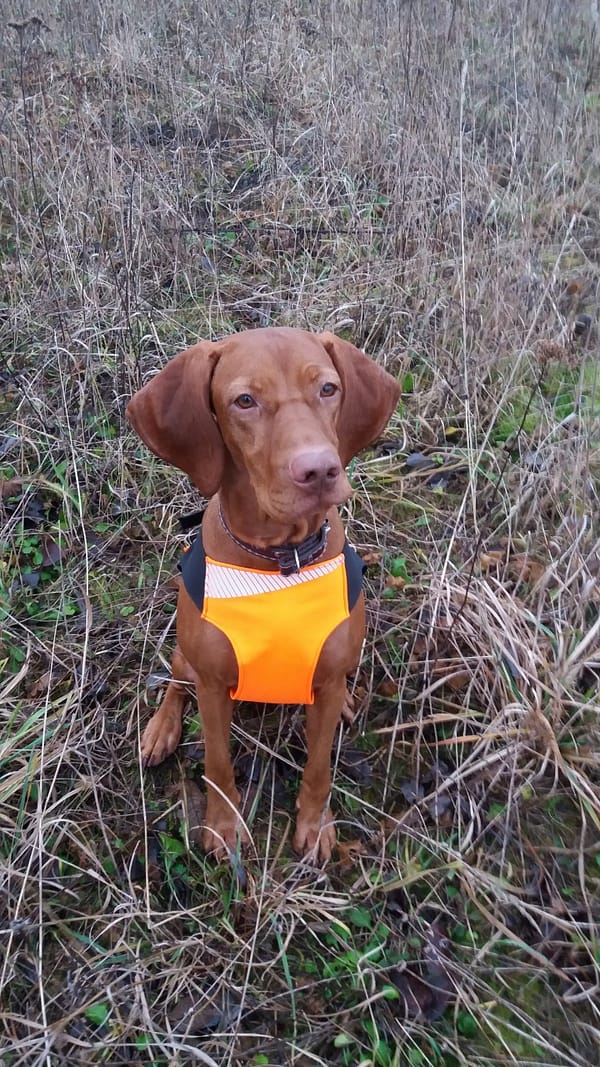 2 Turvavest aktiivsele koerale (suurus S)