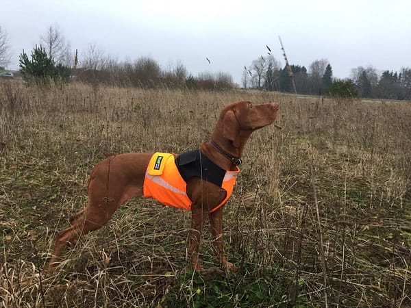 4 Turvavest aktiivsele koerale (suurus S)